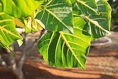 VR版塔科夫《塔博尔幽灵》收入超2千万美元